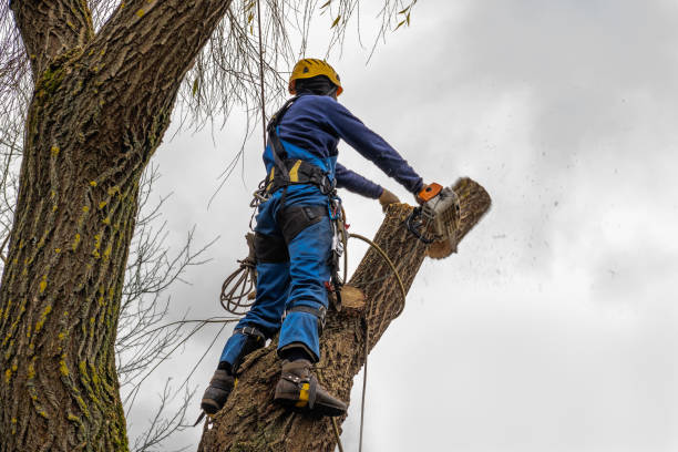Reliable Royse City, TX Tree Services Solutions